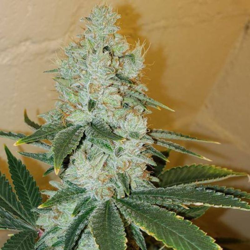 Nasiona marihuany 1024 - odmiana konopi