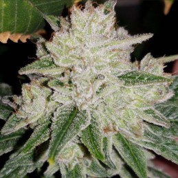 Nasiona marihuany 2046 - odmiana konopi