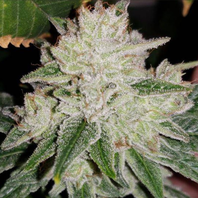 Nasiona marihuany 2046 - odmiana konopi