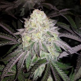 Nasiona marihuany Coleccion 1 - odmiana konopi