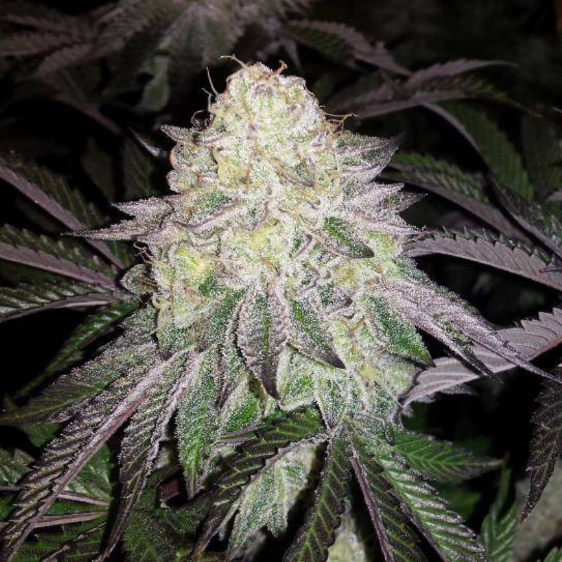 Nasiona marihuany Coleccion 1 - odmiana konopi
