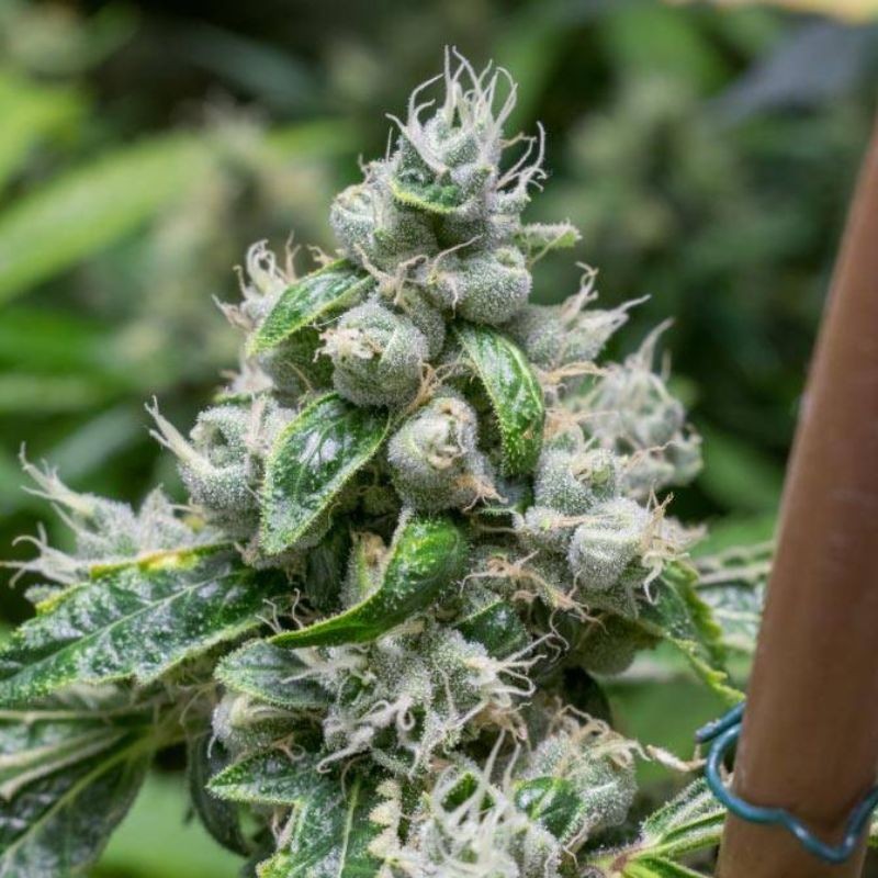 Nasiona marihuany Coleccion 2 - odmiana konopi