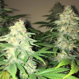 Nasiona marihuany Coleccion 4 - odmiana konopi