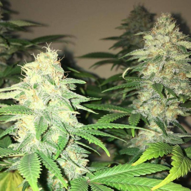 Nasiona marihuany Coleccion 4 - odmiana konopi