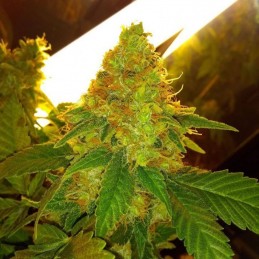 Nasiona marihuany Jack La Mota - opis odmiany konopi