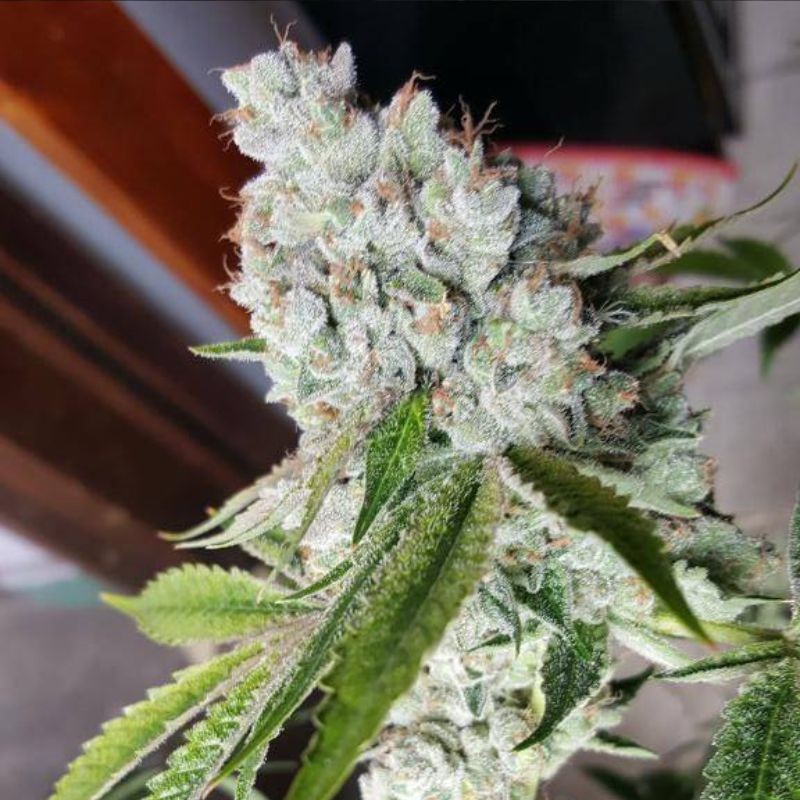 Nasiona marihuany No Name - opis odmiany konopi