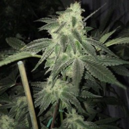 Nasiona marihuany Mendocino Purple Kush - opis odmiany konopi