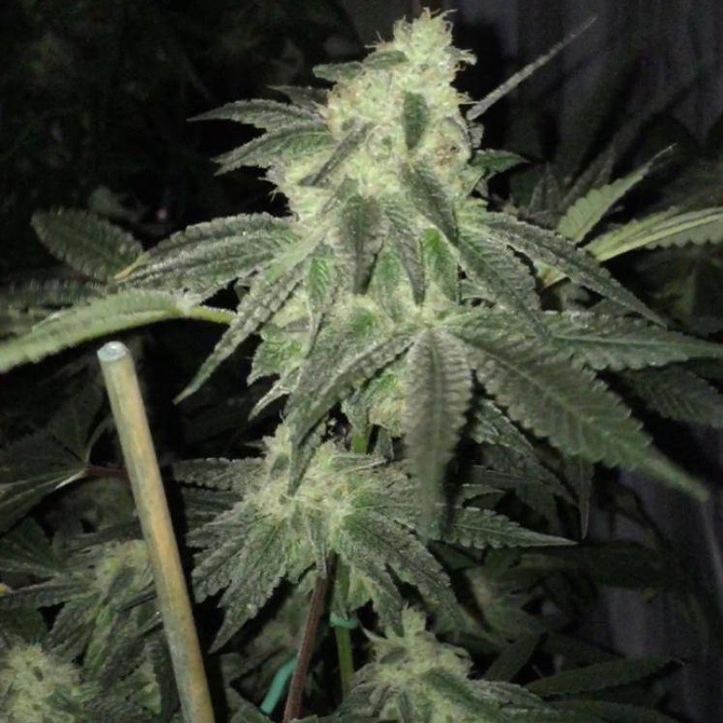 Nasiona marihuany Mendocino Purple Kush - opis odmiany konopi