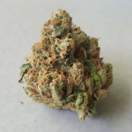 Nasiona marihuany Prozack - opis odmiany konopi