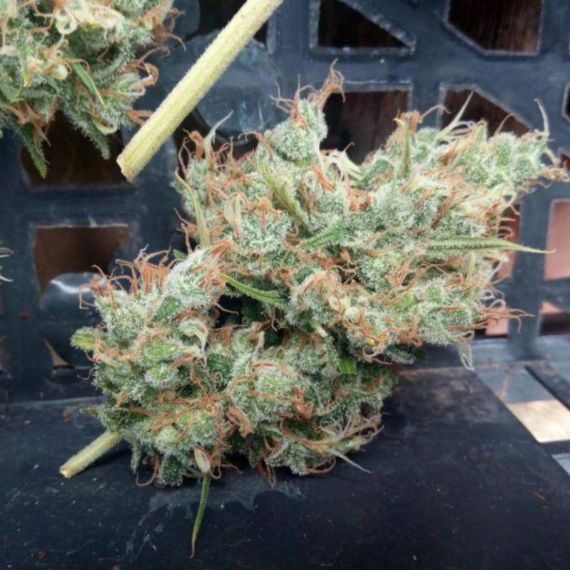 Nasiona marihuany Y Griega - opis odmiany konopi