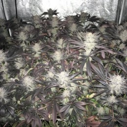 Medyczne nasiona marihuany Y Griega CBD - opis odmiany konopi