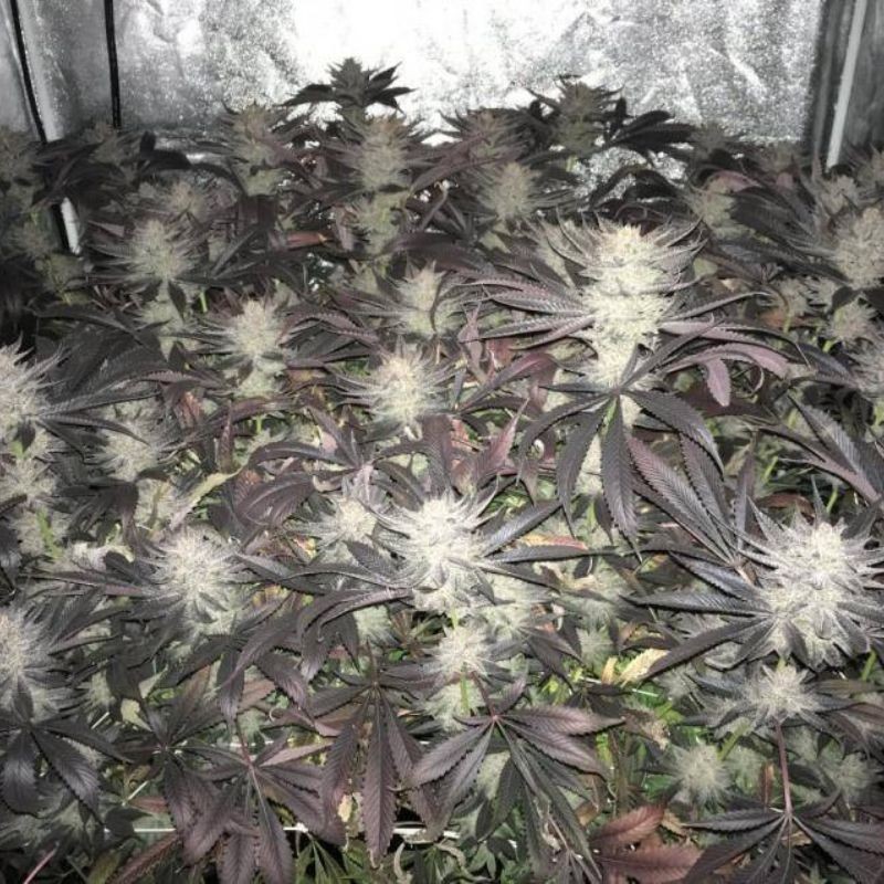 Medyczne nasiona marihuany Y Griega CBD - opis odmiany konopi