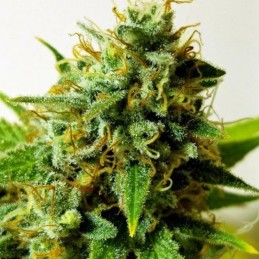 Nasiona marihuany Deep Neville Regular - odmiana konopi