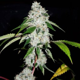 Nasiona marihuany Sour Glue - opis odmiany konopi