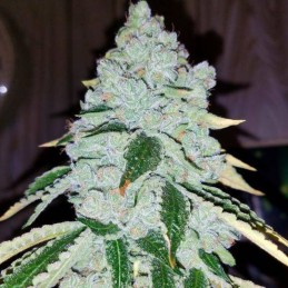 Nasiona marihuany Some Sweet - opis odmiany konopi