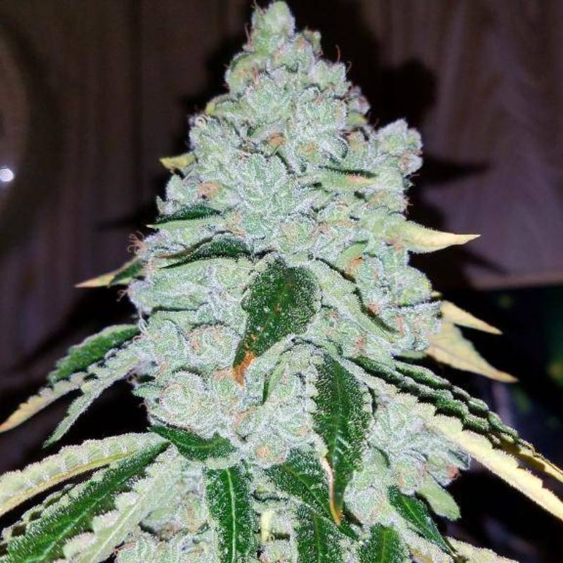 Nasiona marihuany Some Sweet - opis odmiany konopi