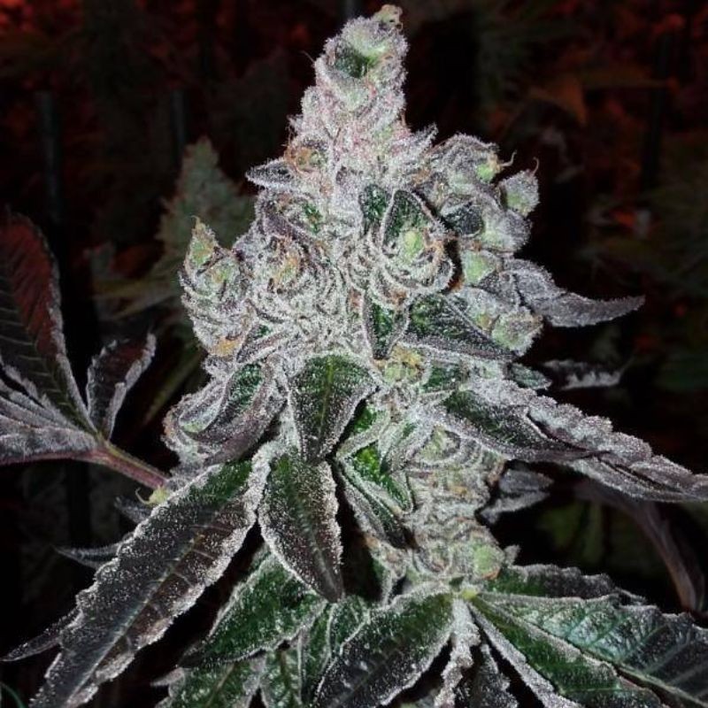 Nasiona marihuany automatyczne Bluehell Auto - odmiana konopi