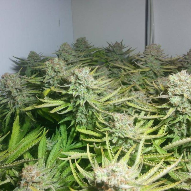 Nasiona marihuany Over Dawg - opis odmiany konopi
