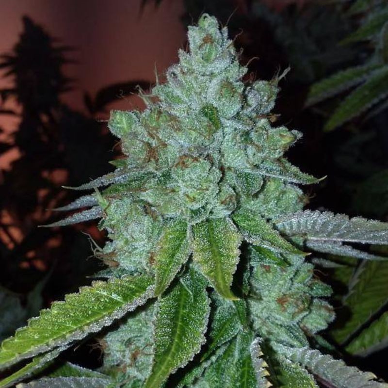 Nasiona marihuany Channel + - odmiana konopi