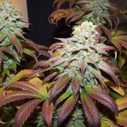 Nasiona marihuany BCN Sour Diesel - odmiana konopi