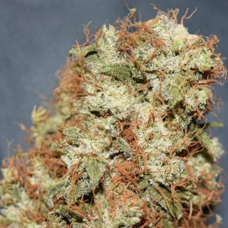 Nasiona marihuany Canadian Kush 2.0 - odmiana konopi