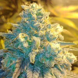 Nasiona marihuany Malakoff - opis odmiany konopi
