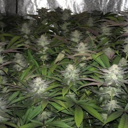 Nasiona marihuany Mendocino Chanel Kush - opis odmiany konopi