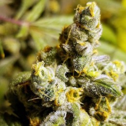 Nasiona marihuany automatyczne No Name Auto - opis odmiany konopi