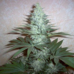 Nasiona marihuany Krystalica Regular - opis odmiany konopi