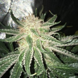 Nasiona marihuany Rishi Kush Regular - opis odmiany konopi