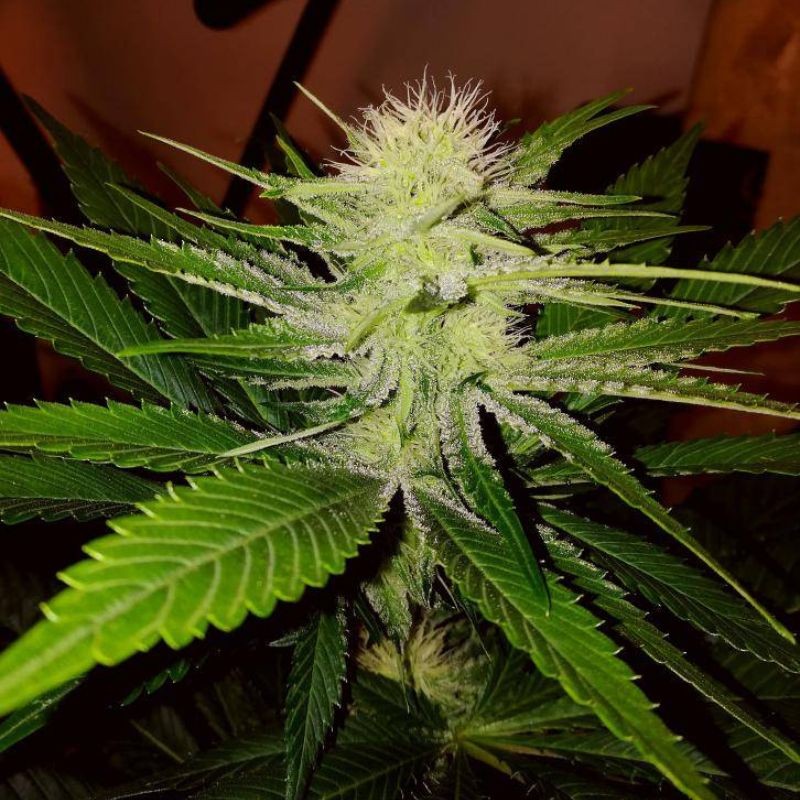 Nasiona marihuany Chill-Om Regular - odmiana konopi