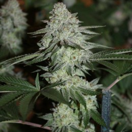 Nasiona marihuany 8 Miles High Regular - odmiana konopi