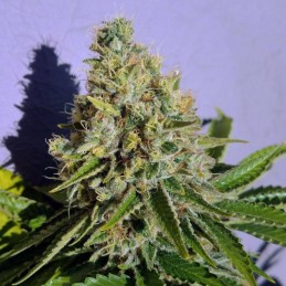 Nasiona marihuany Hashberry Regular - odmiana konopi