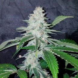 Nasiona marihuany Fast N’Glorious Regular - odmiana konopi