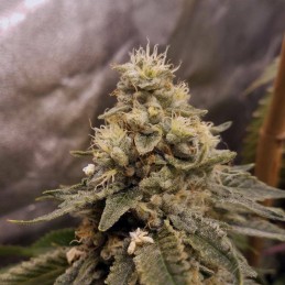 Nasiona marihuany Satori Regular - opis odmiany konopi