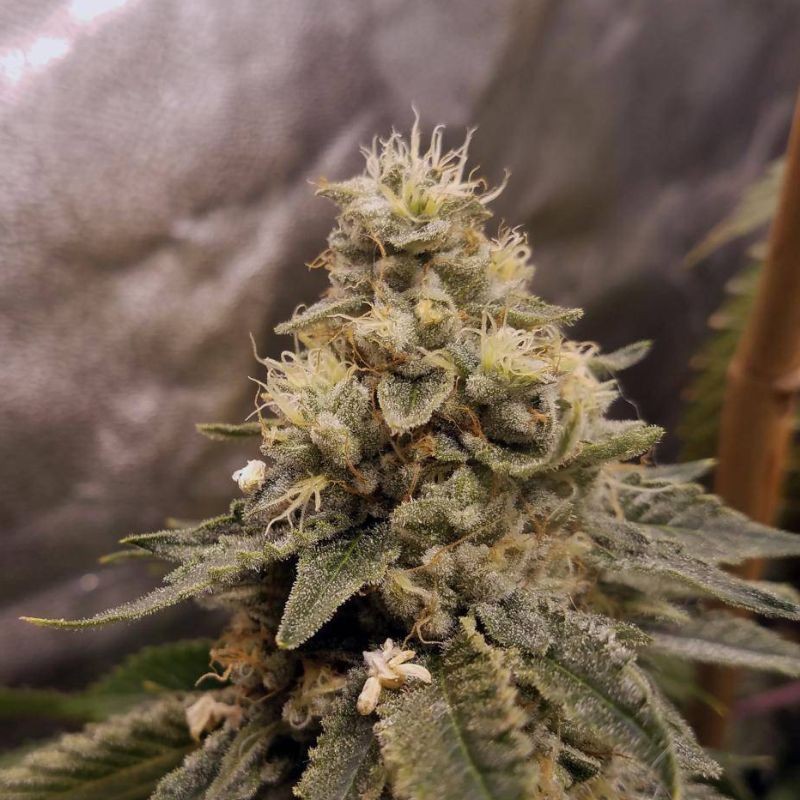 Nasiona marihuany Satori Regular - opis odmiany konopi