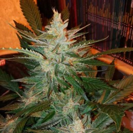 Nasiona marihuany Kalichakra Regular - opis odmiany konopi