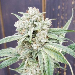 nasiona marihuany White Bhutanese - opis odmiany konopi