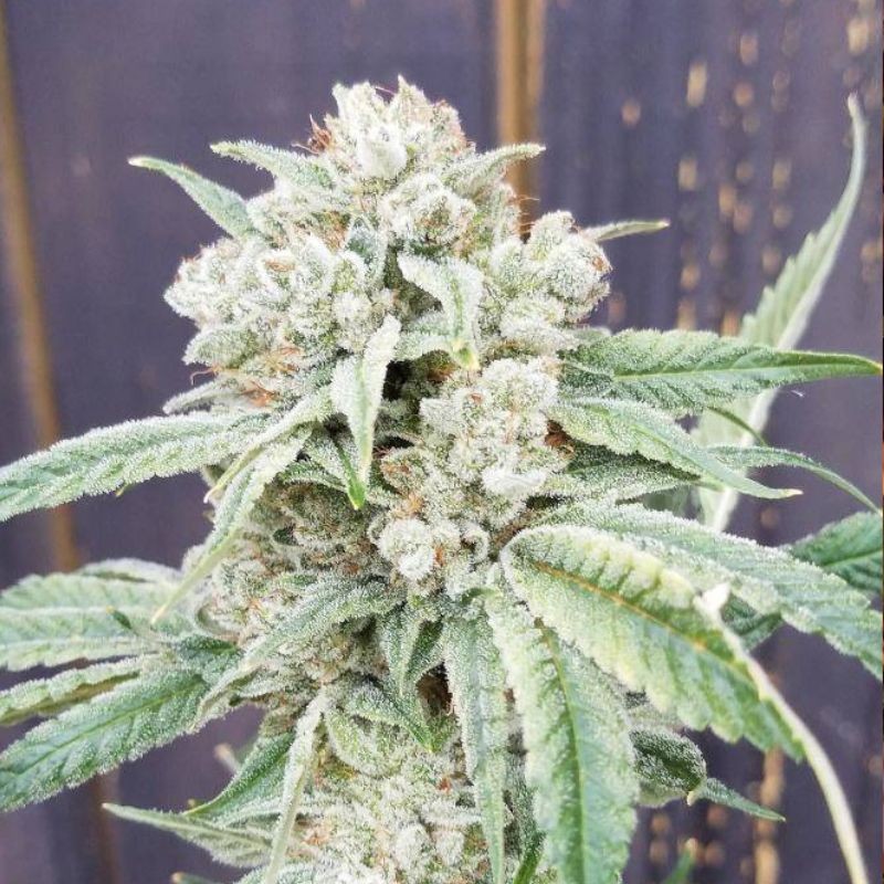 nasiona marihuany White Bhutanese - opis odmiany konopi
