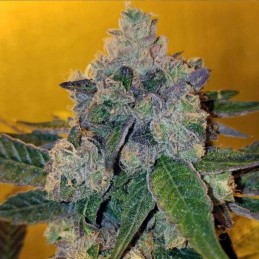 Nasiona marihuany Flashberry Regular - odmiana konopi