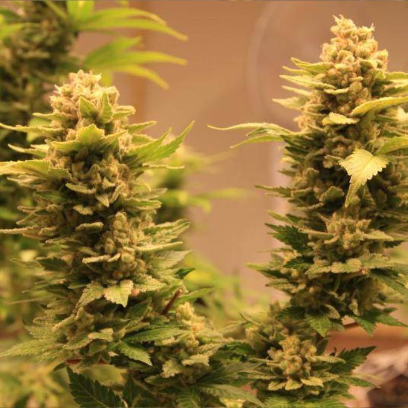 Nasiona marihuany Mandala 1 Regular - opis odmiany konopi