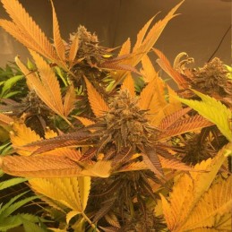 Nasiona marihuany Point of No Return Regular - opis odmiany konopi