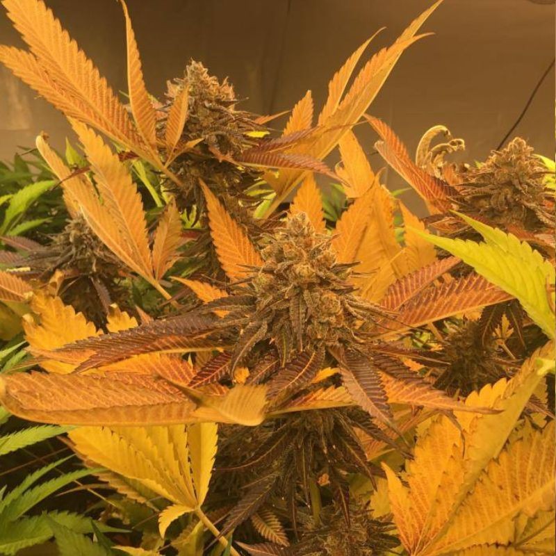 Nasiona marihuany Point of No Return Regular - opis odmiany konopi