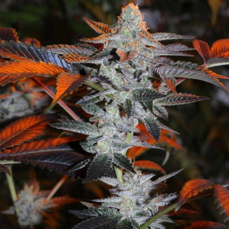 Nasiona marihuany Beyond The Brain Regular - odmiana konopi