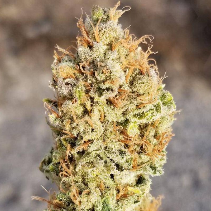 Nasiona marihuany Hubble Bubble - opis odmiany konopi