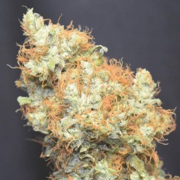 Nasiona marihuany White Satin - opis odmiany konopi