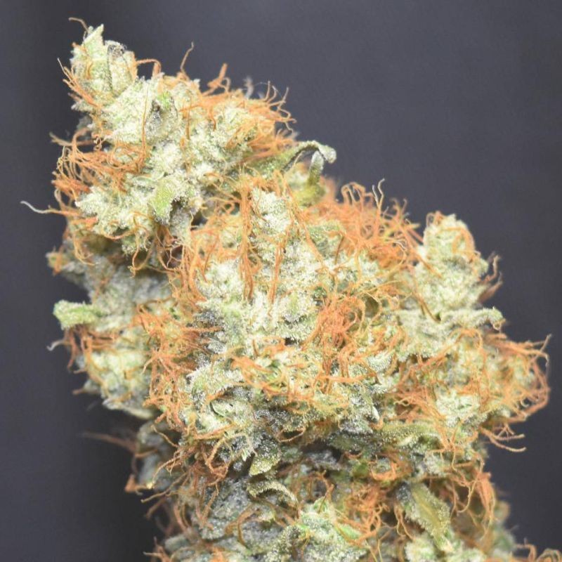 Nasiona marihuany White Satin - opis odmiany konopi