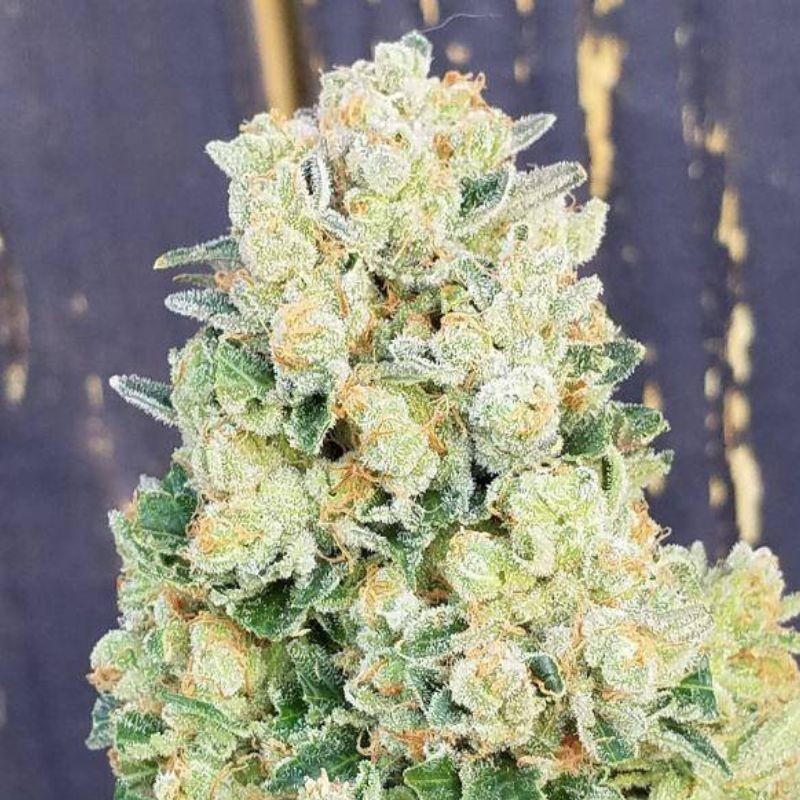 Nasiona marihuany Safari Mix Regular - opis odmiany konopi