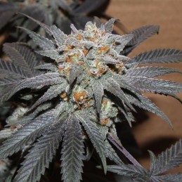 Nasiona marihuany Purple Paro Valley - opis odmiany konopi