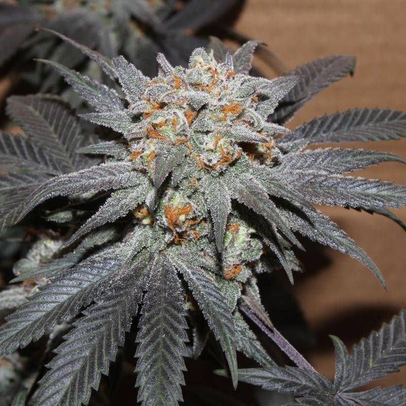 Nasiona marihuany Purple Paro Valley - opis odmiany konopi